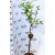 Díszalma Malus Red Sentinel Stam 60 cm