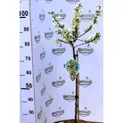 Díszalma Malus Toringo Tina Stam 60 cm