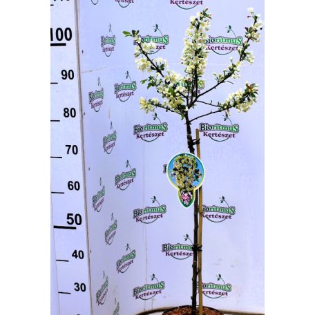 Díszalma Malus Toringo Tina Stam 60 cm