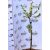 Díszalma Malus Toringo Tina Stam 60 cm