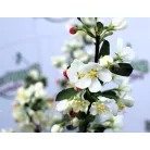 Díszalma Malus Toringo Tina Stam 60 cm