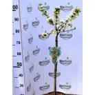 Díszalma Malus Toringo Tina Stam 60 cm