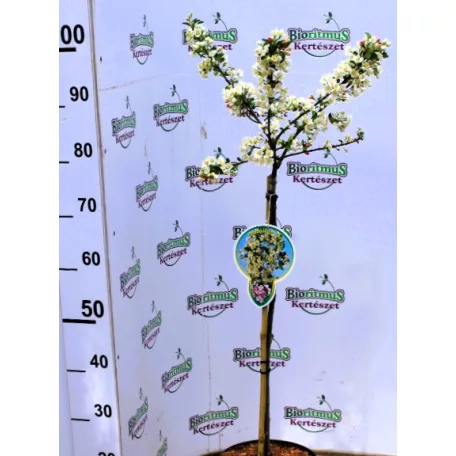 Díszalma Malus Toringo Tina Stam 60 cm