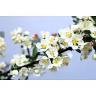 Díszalma Malus Toringo Tina Stam 60 cm