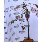 Díszalma Malus Royal Beauty Stam 60 cm