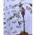 Díszalma Malus Royal Beauty Stam 60 cm