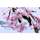 Díszalma Malus Royal Beauty Stam 60 cm