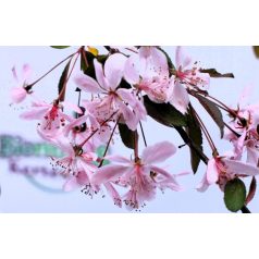 Díszalma Malus Royal Beauty Stam 60 cm