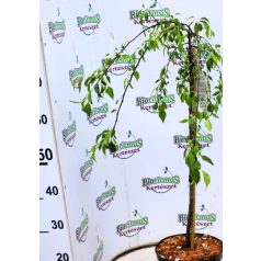 Csüngő díszalma Malus Fontana Stam 60 cm