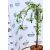 Csüngő díszalma Malus Fontana Stam 60 cm