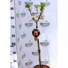 Díszalma Malus Coralcole Stam 60 cm