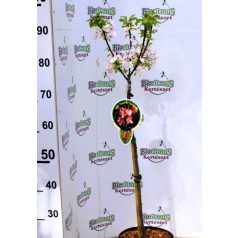 Díszalma Malus Coralcole Stam 60 cm