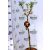 Díszalma Malus Coralcole Stam 60 cm