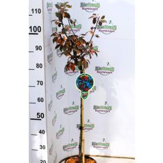 Díszalma Malus Royalty Stam 60 cm