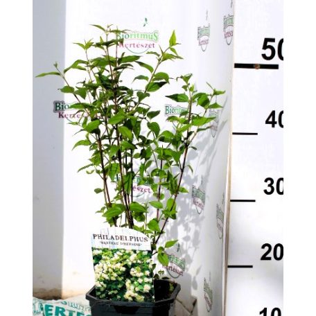 Törpe jezsámen Philadelphus Manteau d'Hermine 40-50 cm