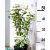 Törpe jezsámen Philadelphus Manteau d'Hermine 40-50 cm