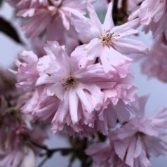   Bordó levelű japán díszcseresznye Prunus serrula Royal Burgundy Stam 80 cm