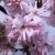 Bordó levelű japán díszcseresznye Prunus serrula Royal Burgundy Stam 80 cm