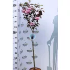 Bordó levelű japán díszcseresznye Prunus serrula Royal Burgundy Stam 80 cm