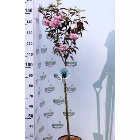 Bordó levelű japán díszcseresznye Prunus serrula Royal Burgundy Stam 80 cm