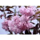 Bordó levelű japán díszcseresznye Prunus serrula Royal Burgundy Stam 80 cm