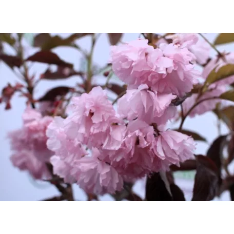 Bordó levelű japán díszcseresznye Prunus serrula Royal Burgundy Stam 80 cm