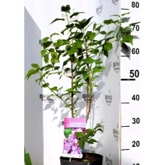   Illatos, dupla liláskék virágú Syringa Belle de Nancy 40-50 cm