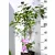 Illatos, dupla liláskék virágú Syringa Belle de Nancy 40-50 cm