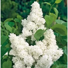 Dupla fehér virágú orgona Syringa Madame Lemoine 40-50 cm