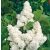 Dupla fehér virágú orgona Syringa Madame Lemoine 40-50 cm