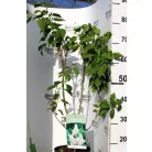 Dupla fehér virágú orgona Syringa Madame Lemoine 40-50 cm