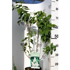 Dupla fehér virágú orgona Syringa Madame Lemoine 40-50 cm