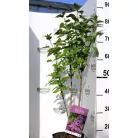 Sötét bíbor orgona Syringa Ludwig Spaeth 40-50 cm