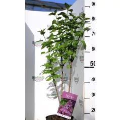 Sötét bíbor orgona Syringa Ludwig Spaeth 40-50 cm