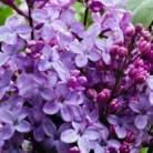 Lila orgona (Szimpla virágú lila orgona, Közönséges orgona) Syringa Amethyst 40-50 cm