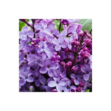 Lila orgona (Szimpla virágú lila orgona, Közönséges orgona) Syringa Amethyst 40-50 cm