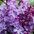 Lila orgona (Szimpla virágú lila orgona, Közönséges orgona) Syringa Amethyst 40-50 cm