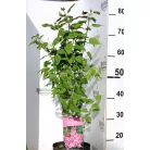 Lila orgona (Szimpla virágú lila orgona, Közönséges orgona) Syringa Amethyst 40-50 cm