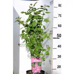   Lila orgona (Szimpla virágú lila orgona, Közönséges orgona) Syringa Amethyst 40-50 cm