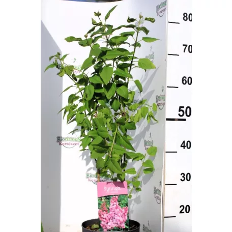 Lila orgona (Szimpla virágú lila orgona, Közönséges orgona) Syringa Amethyst 40-50 cm