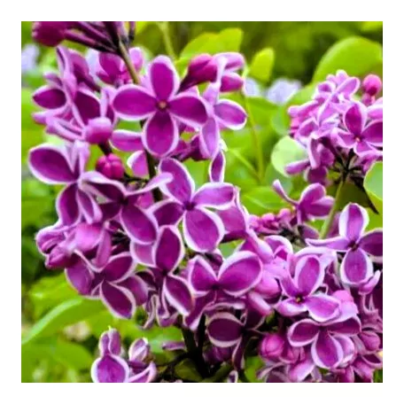 Tarka szirmú orgona Syringa Sensation 40-50 cm