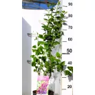 Tarka szirmú orgona Syringa Sensation 40-50 cm