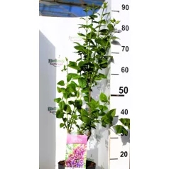 Tarka szirmú orgona Syringa Sensation 40-50 cm
