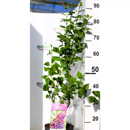Tarka szirmú orgona Syringa Sensation 40-50 cm