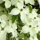 Csillagsom Cornus kousa Robert's Select 60-80 cm