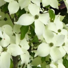 Csillagsom Cornus kousa Robert's Select 60-80 cm