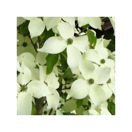 Csillagsom Cornus kousa Robert's Select 60-80 cm
