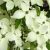 Csillagsom Cornus kousa Robert's Select 60-80 cm