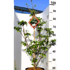 Csillagsom Cornus kousa Robert's Select 60-80 cm