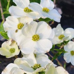 Virágos som Cornus florida Cherokee Princess 60-80 c